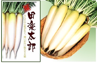 田楽太郎(大根)