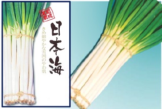 日本海(ネギ)