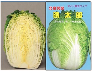 晩太郎(白菜)