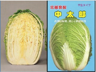 中太郎(白菜)