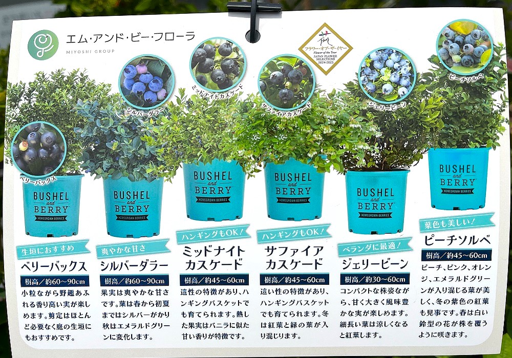 ブルーベリー品種一覧